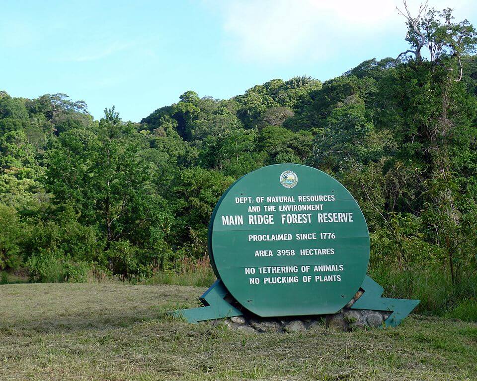 The Main Ridge Forest Reserve Tobago's Natural Sanctuary LAC Geo
